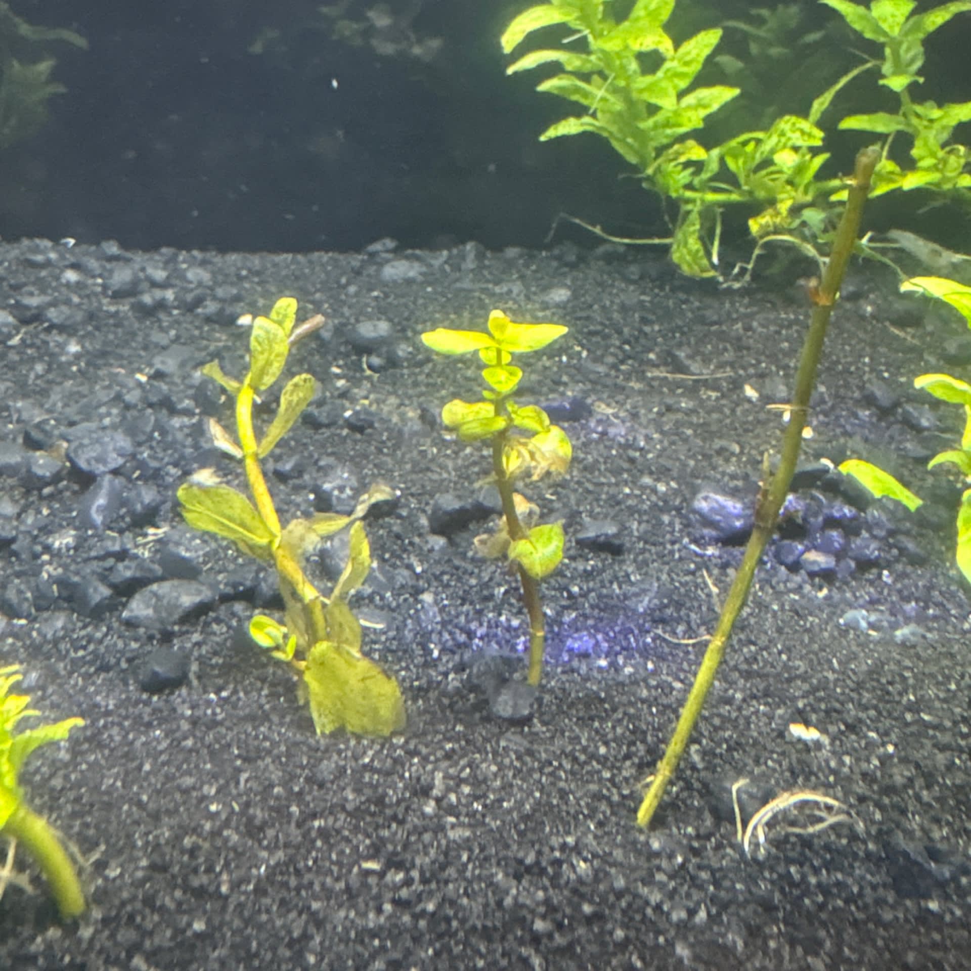 Ludwigia Palustris