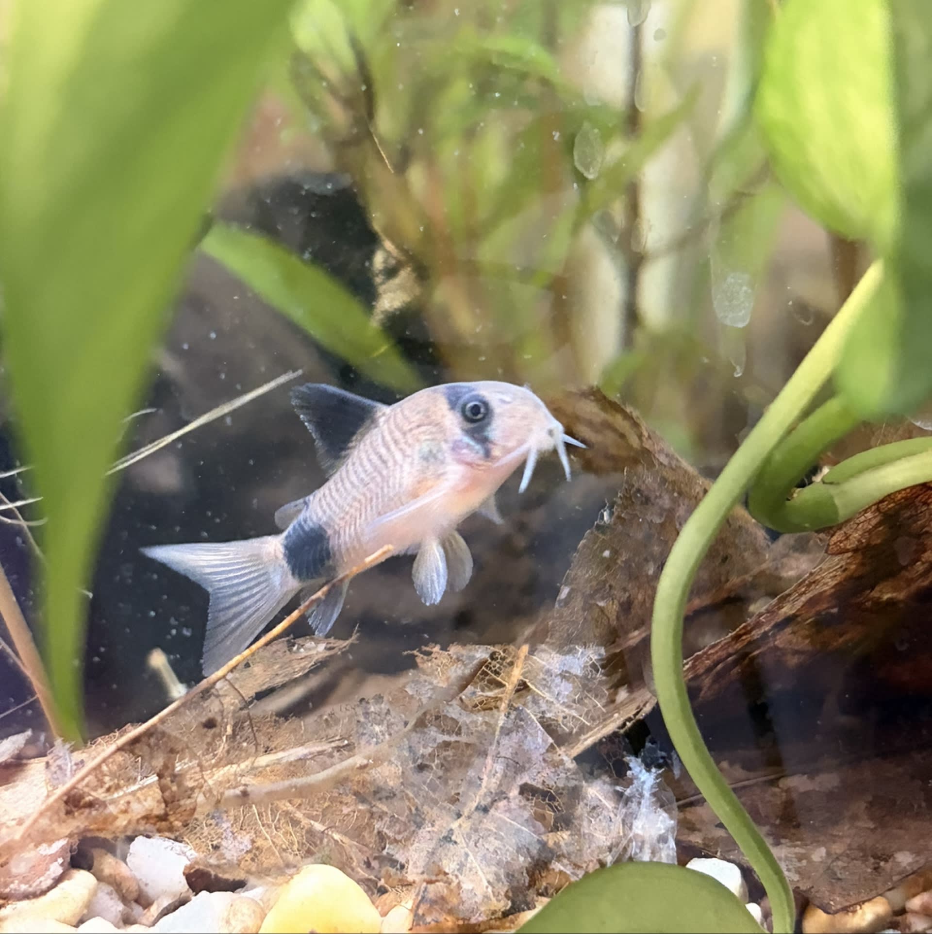 Panda Corydoras