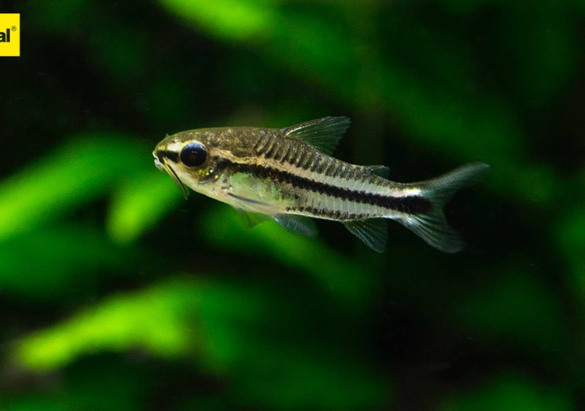 Pygmy Corydoras