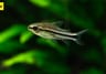 Pygmy Corydoras