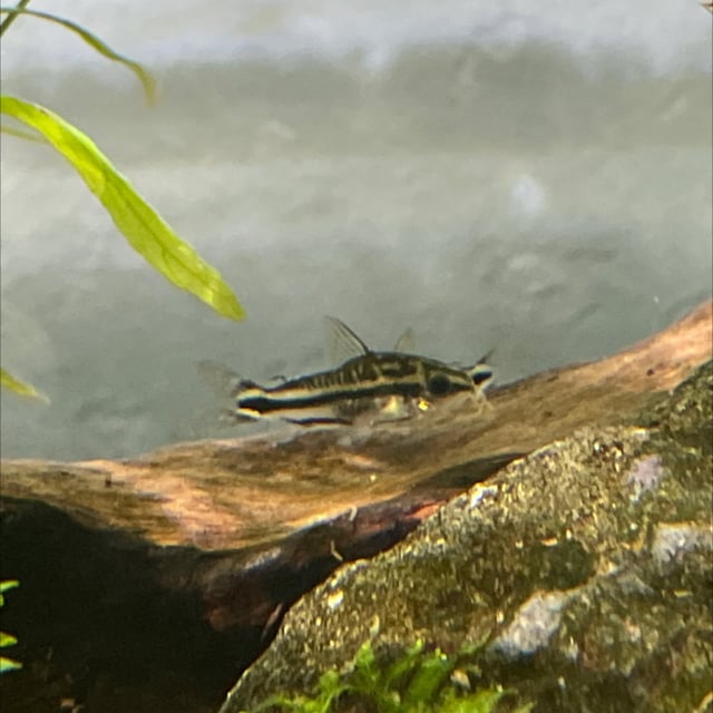 Pygmy Corydoras