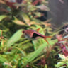 Harlequin Rasbora