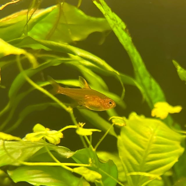 Ember Tetra
