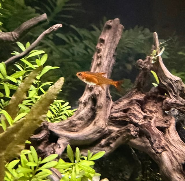 Ember Tetra