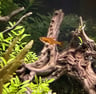 Ember Tetra