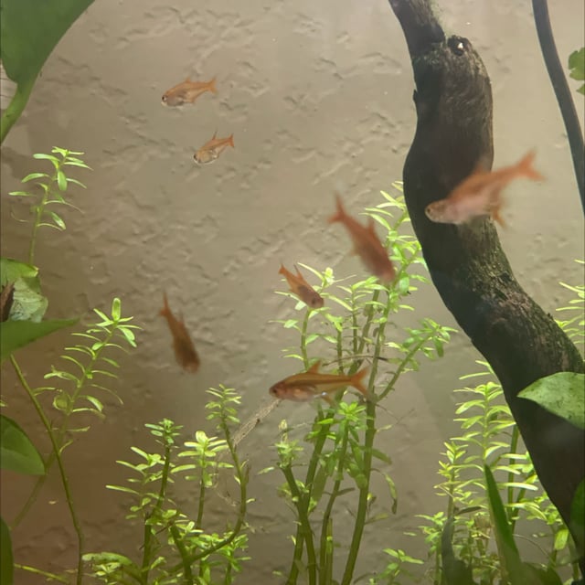 Ember Tetra
