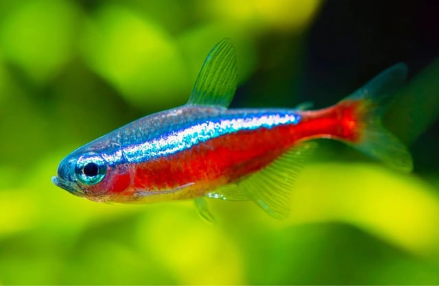 Cardinal Tetra