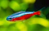Cardinal Tetra