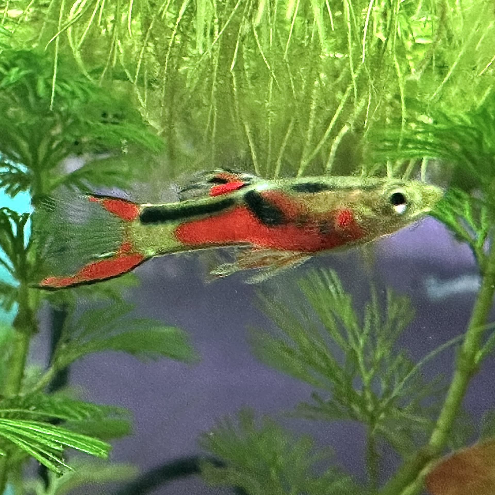 Endler's Livebearer