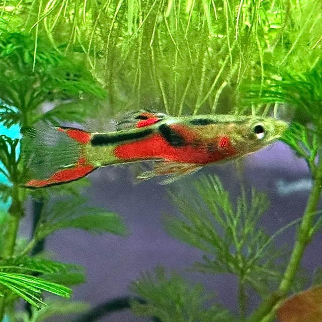 Endler's Livebearer