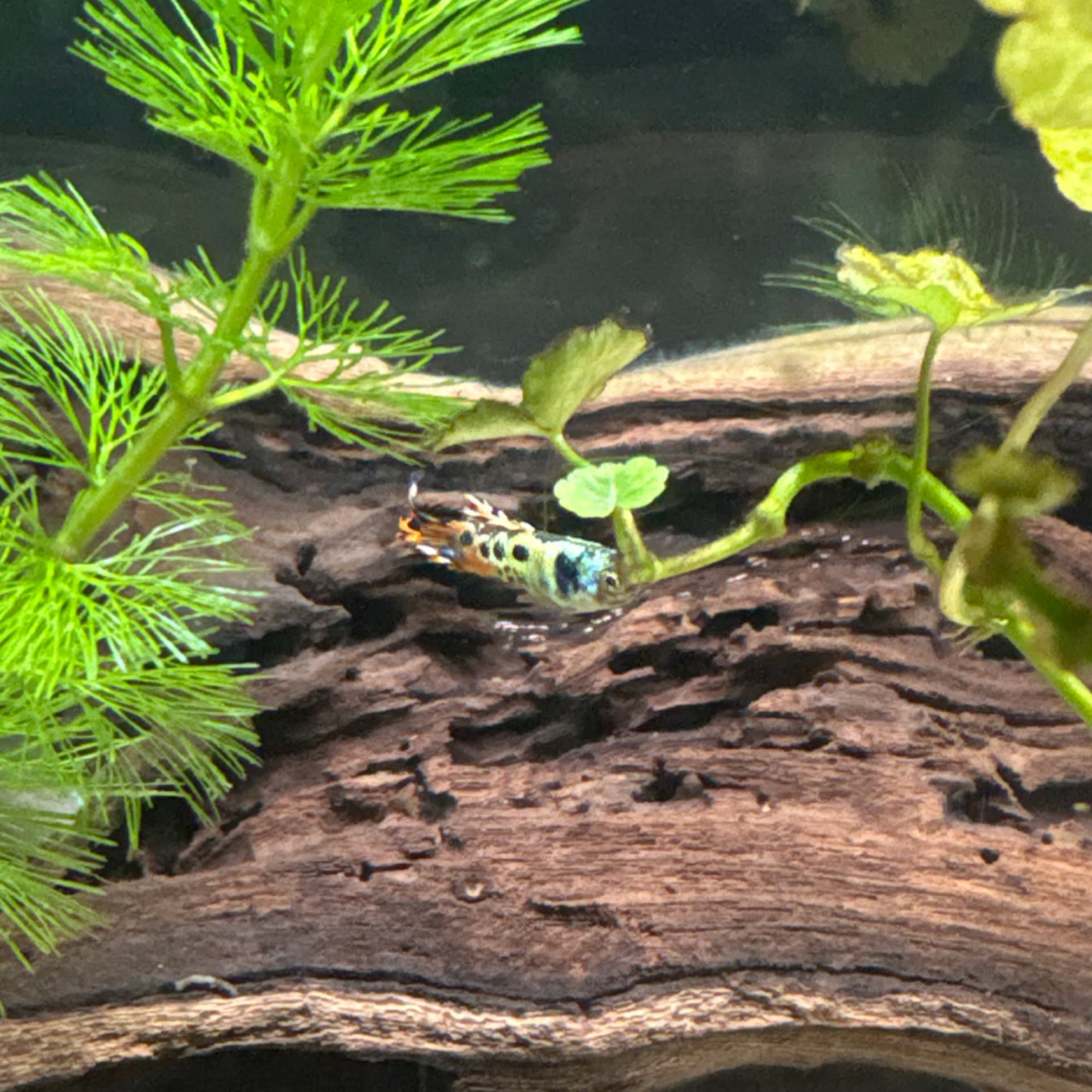 Endler's Livebearer