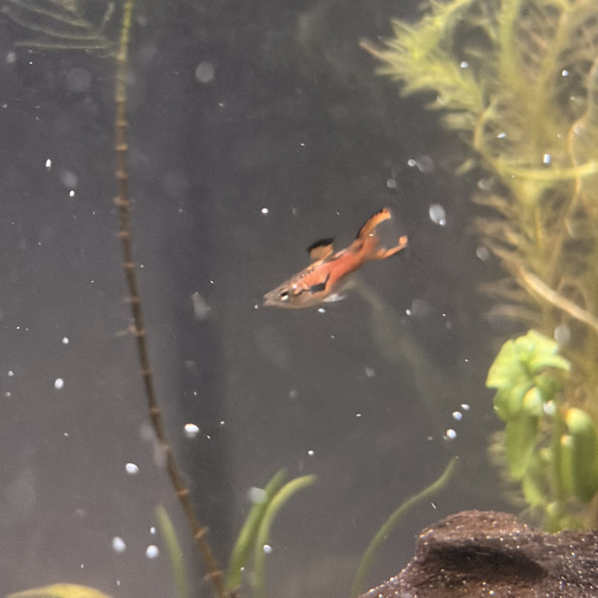 Endler's Livebearer
