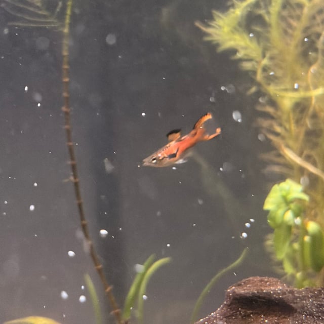 Endler's Livebearer