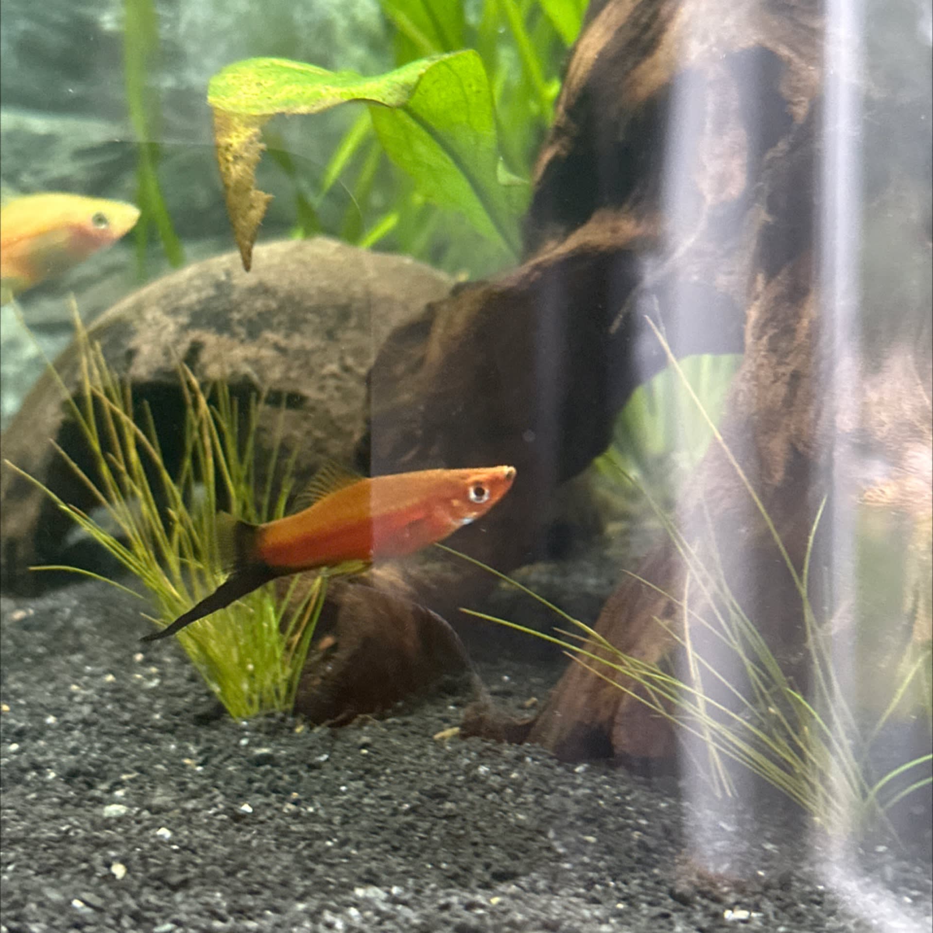 Swordtail