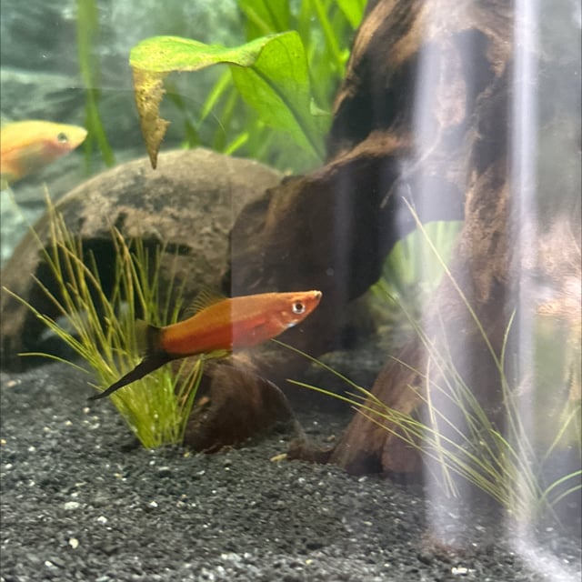 Swordtail