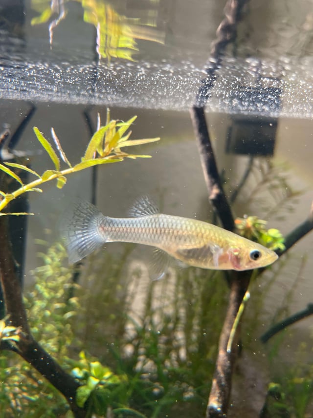 Mosquitofish