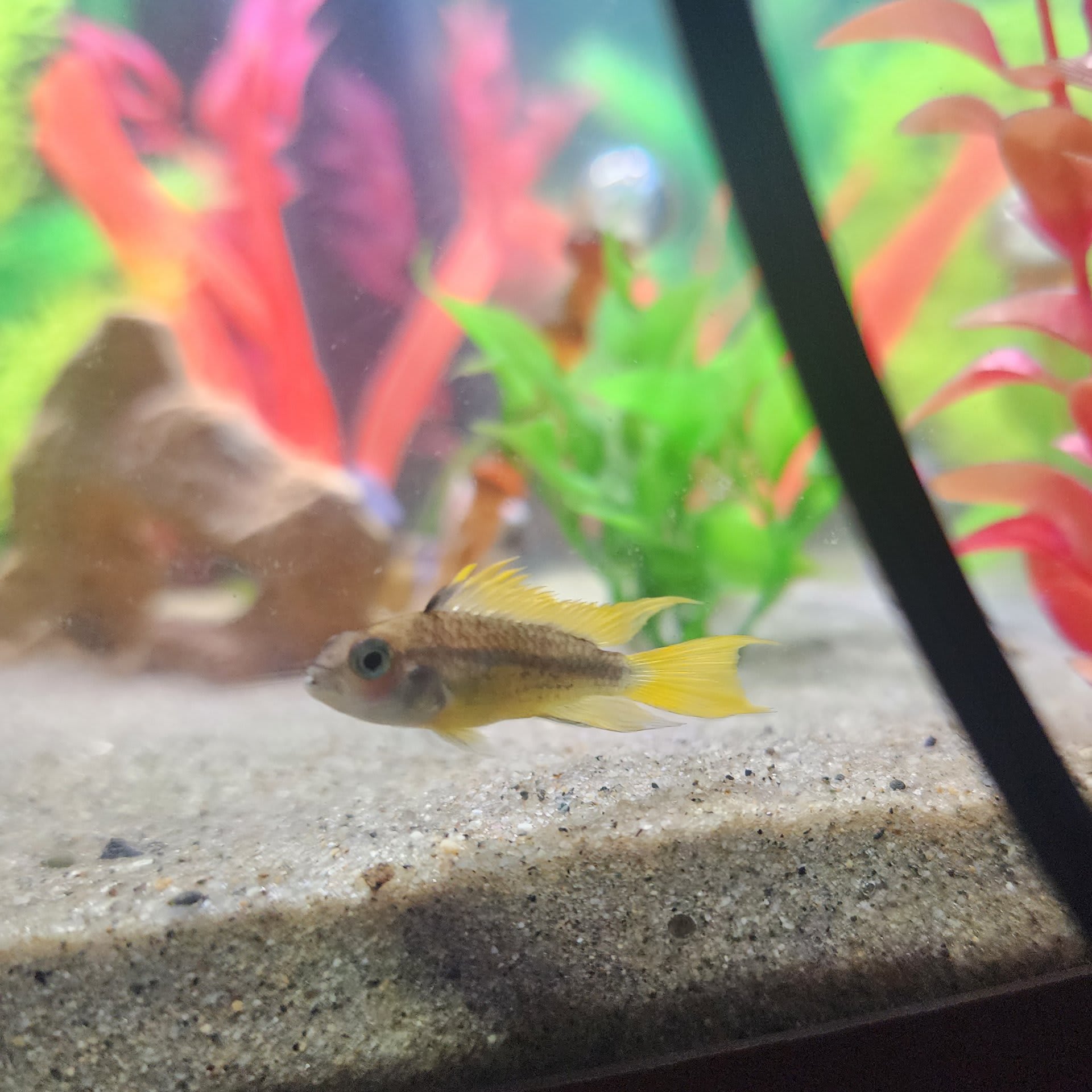 Cockatoo Dwarf Cichlid