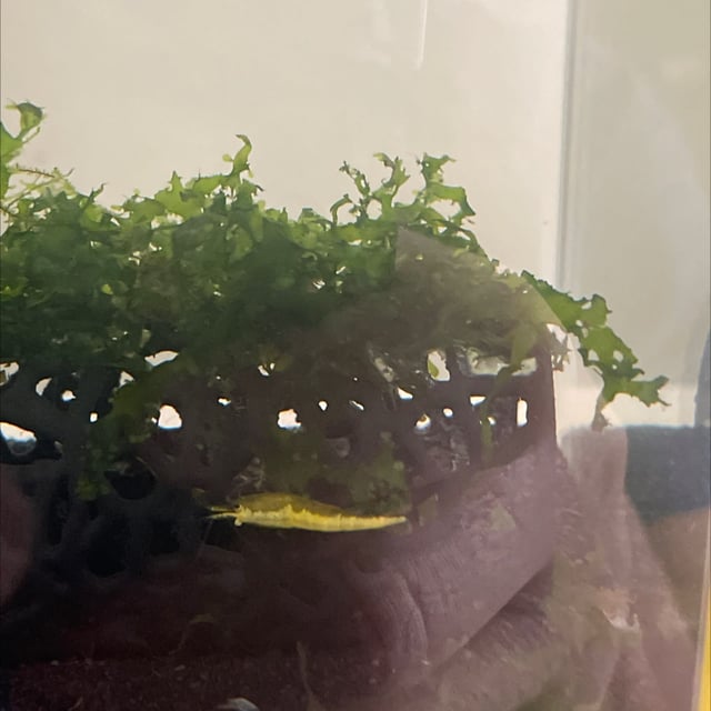 Yellow Neocaridina