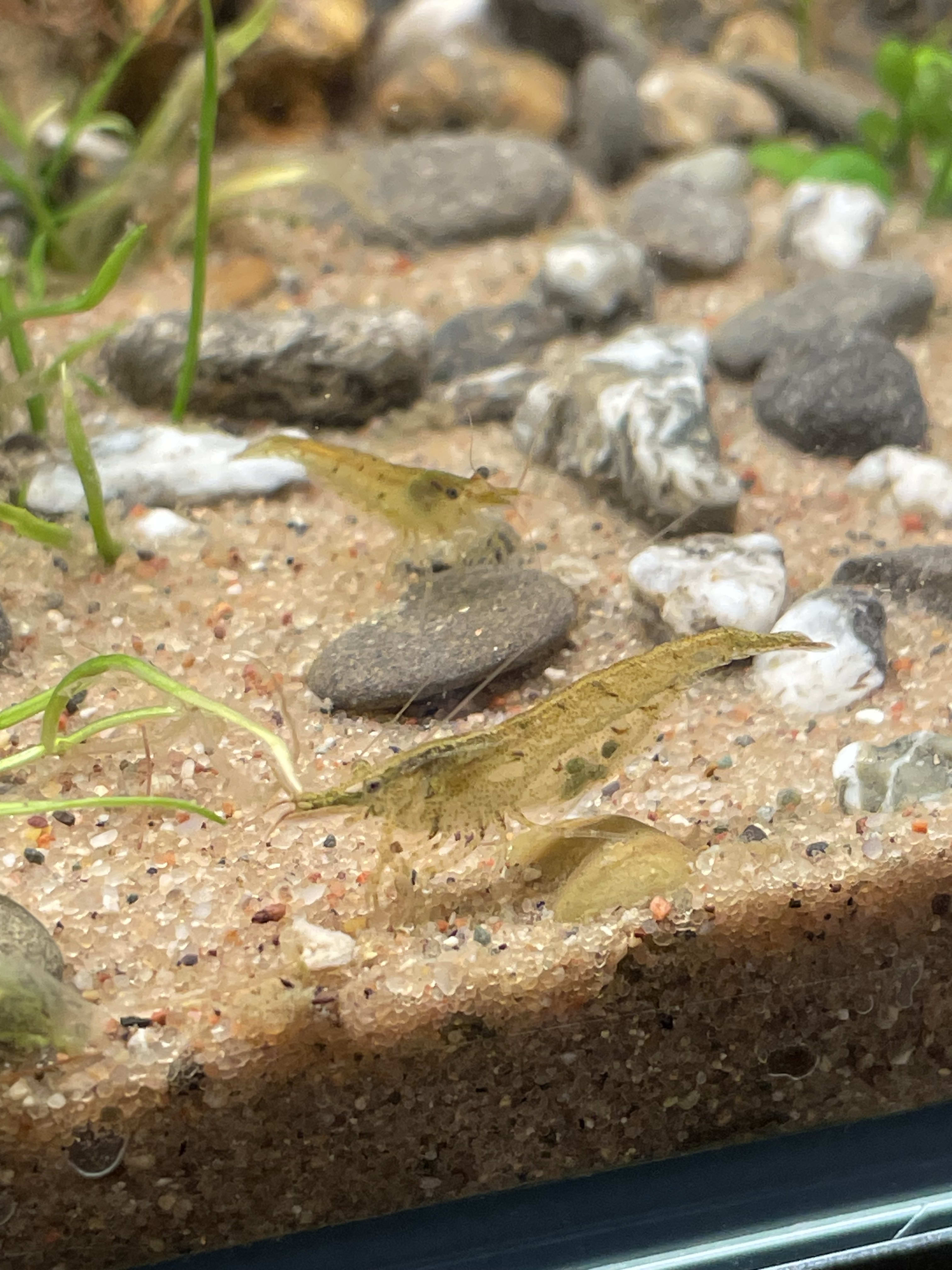 Yellow Neocaridina
