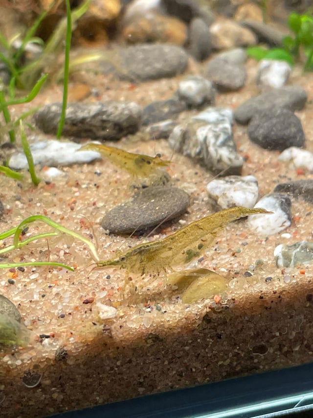 Yellow Neocaridina