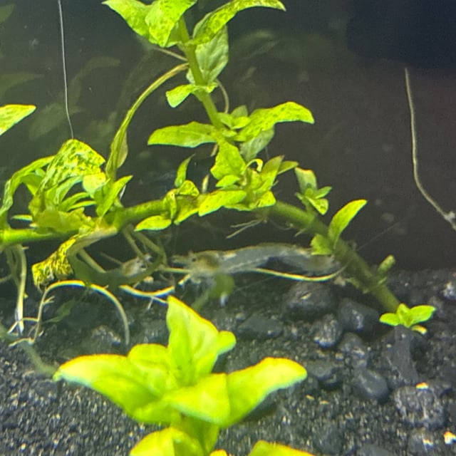 Yellow Neocaridina