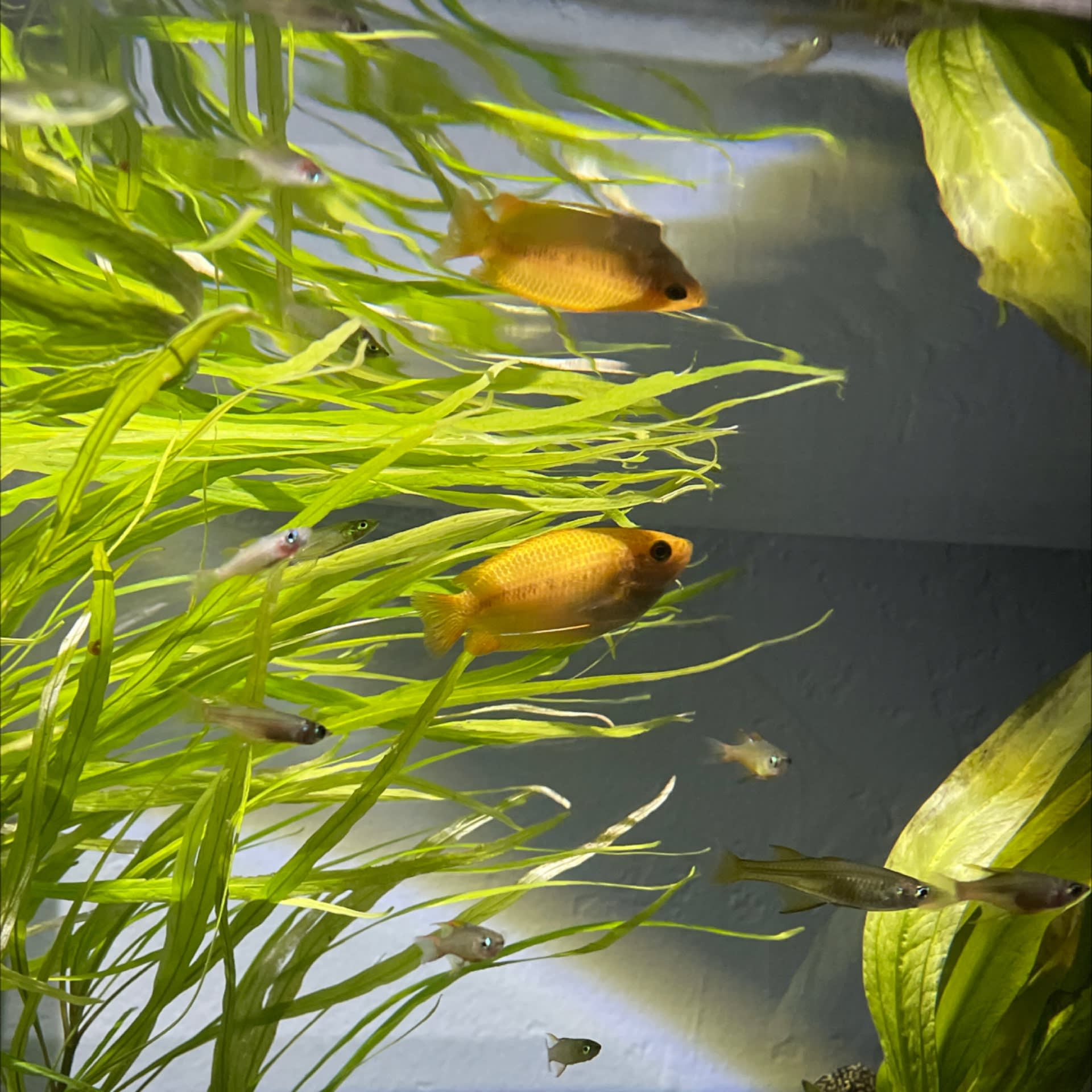 Honey Gourami