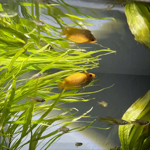 Honey Gourami
