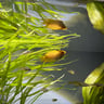 Honey Gourami