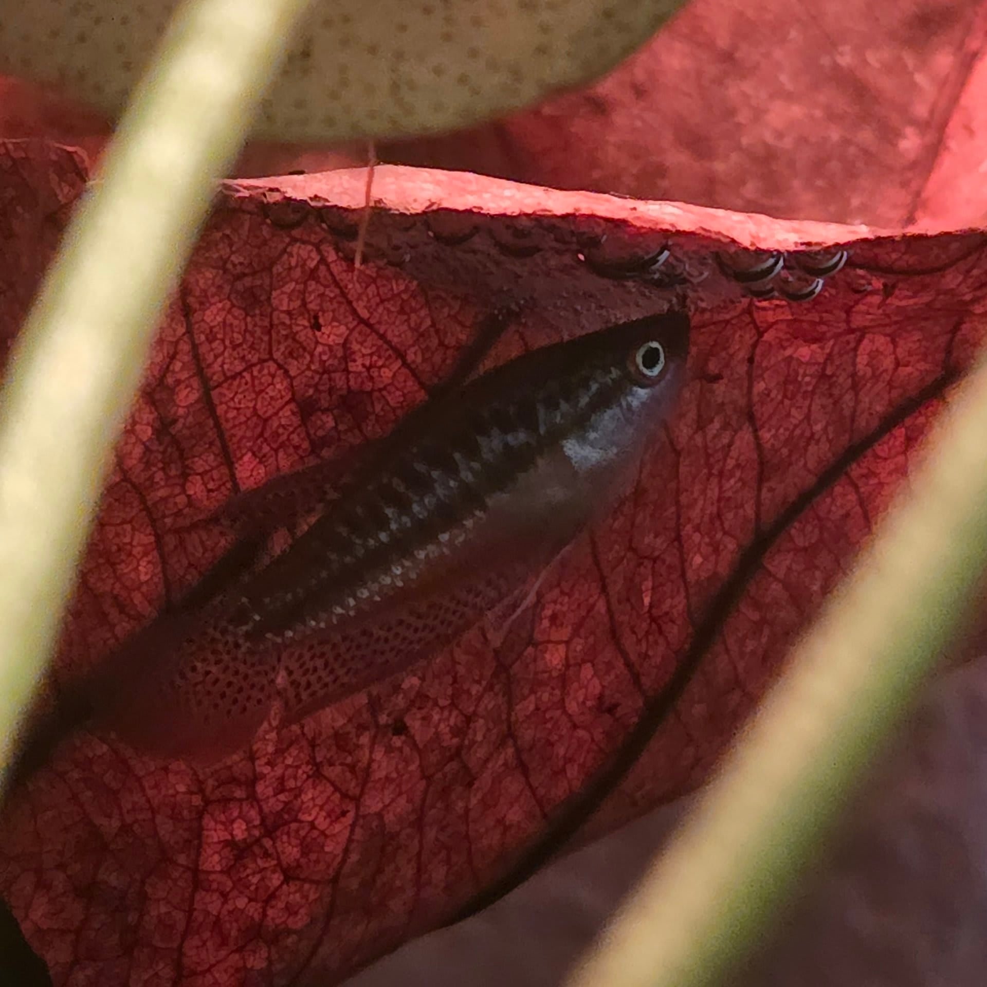 Sparkling Gourami