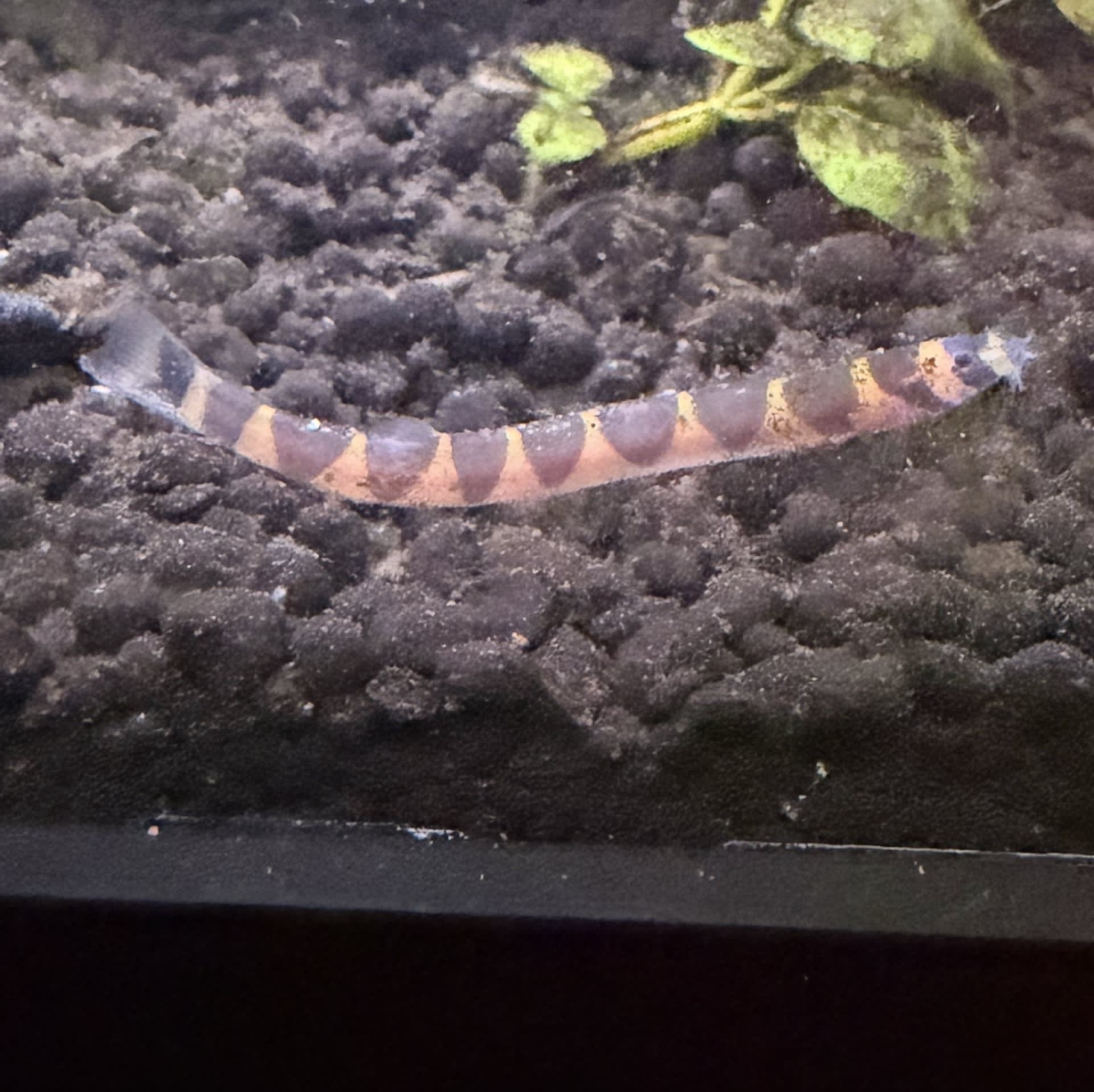Kuhli Loach