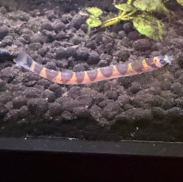 Kuhli Loach