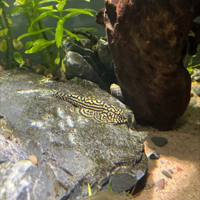 Hillstream Loach