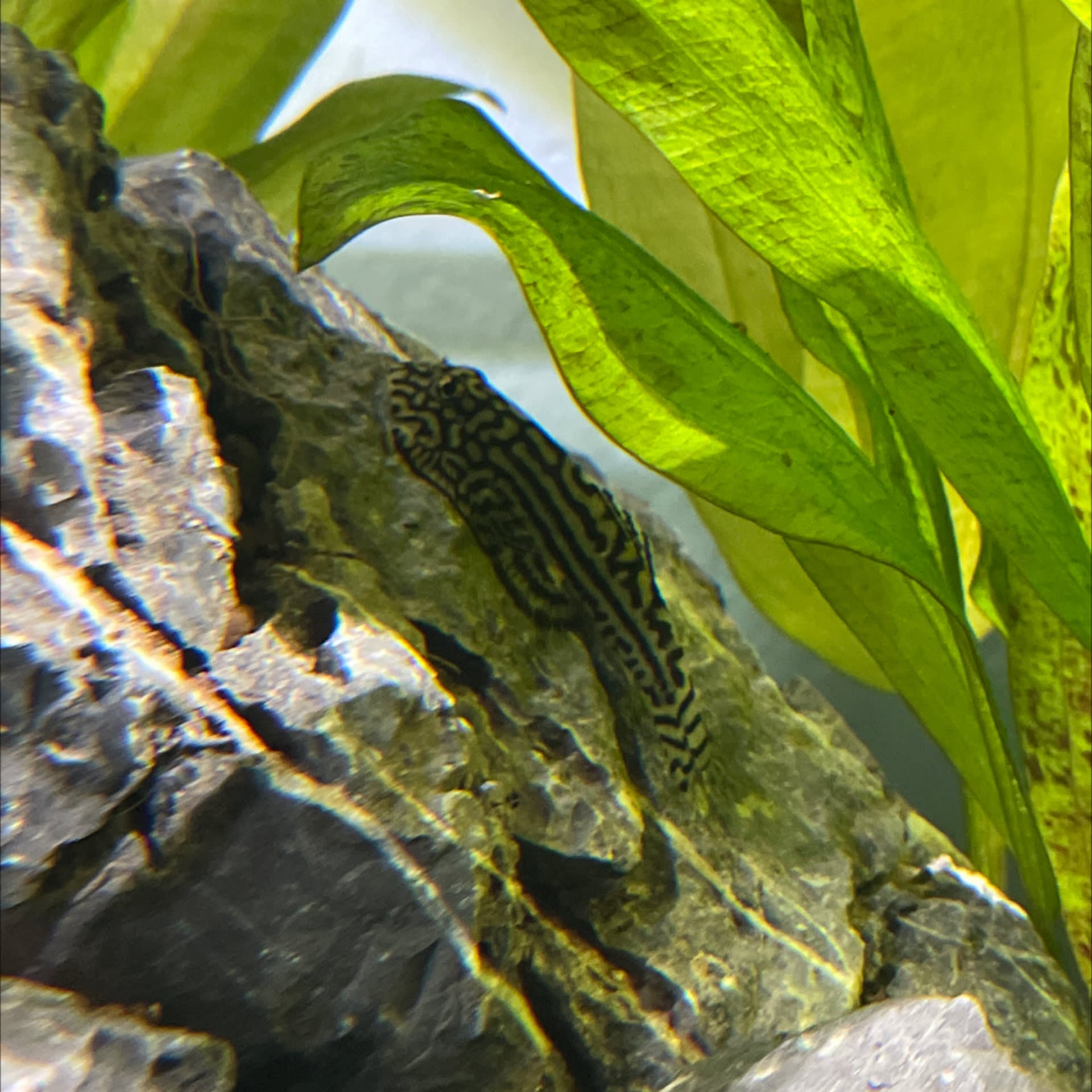 Hillstream Loach