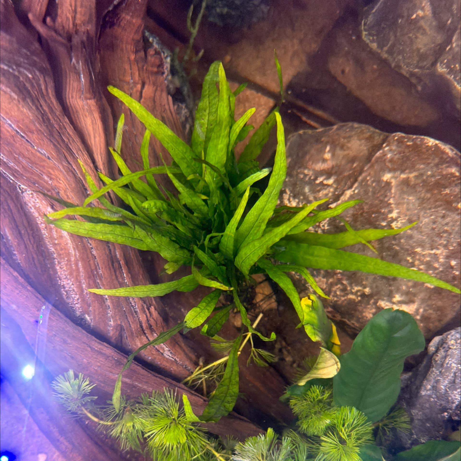 Java Fern Narrow Leaf