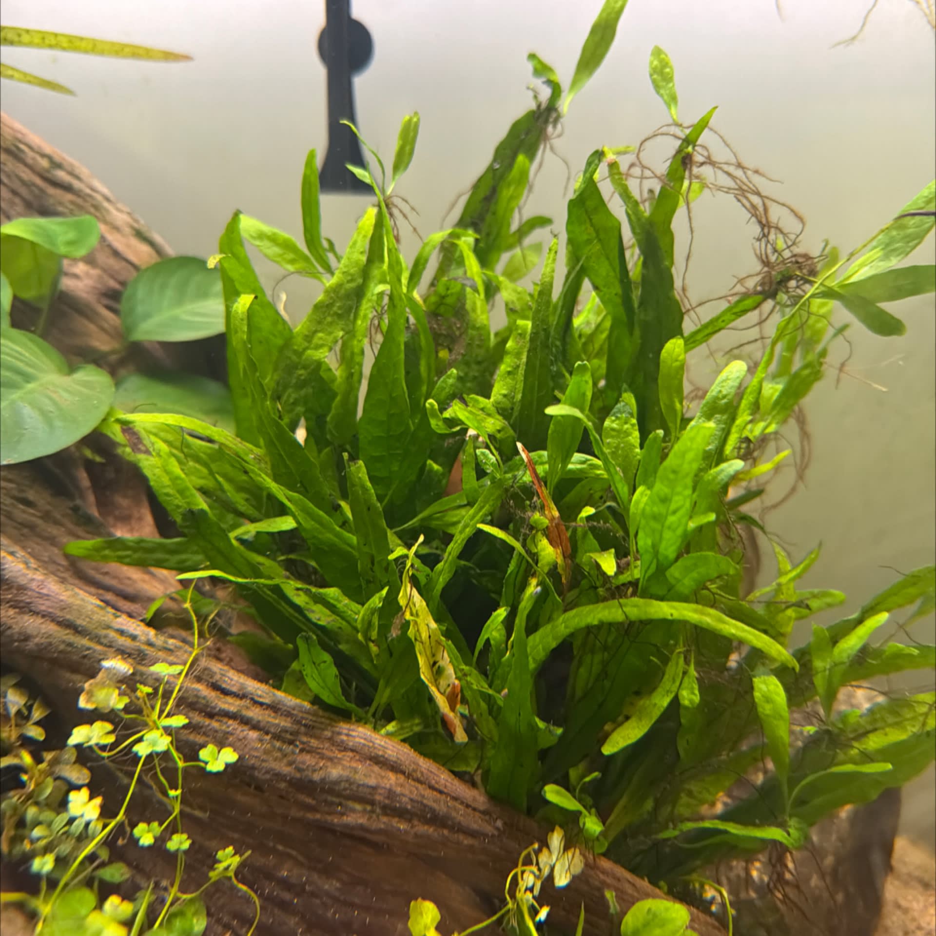 Java Fern Narrow Leaf