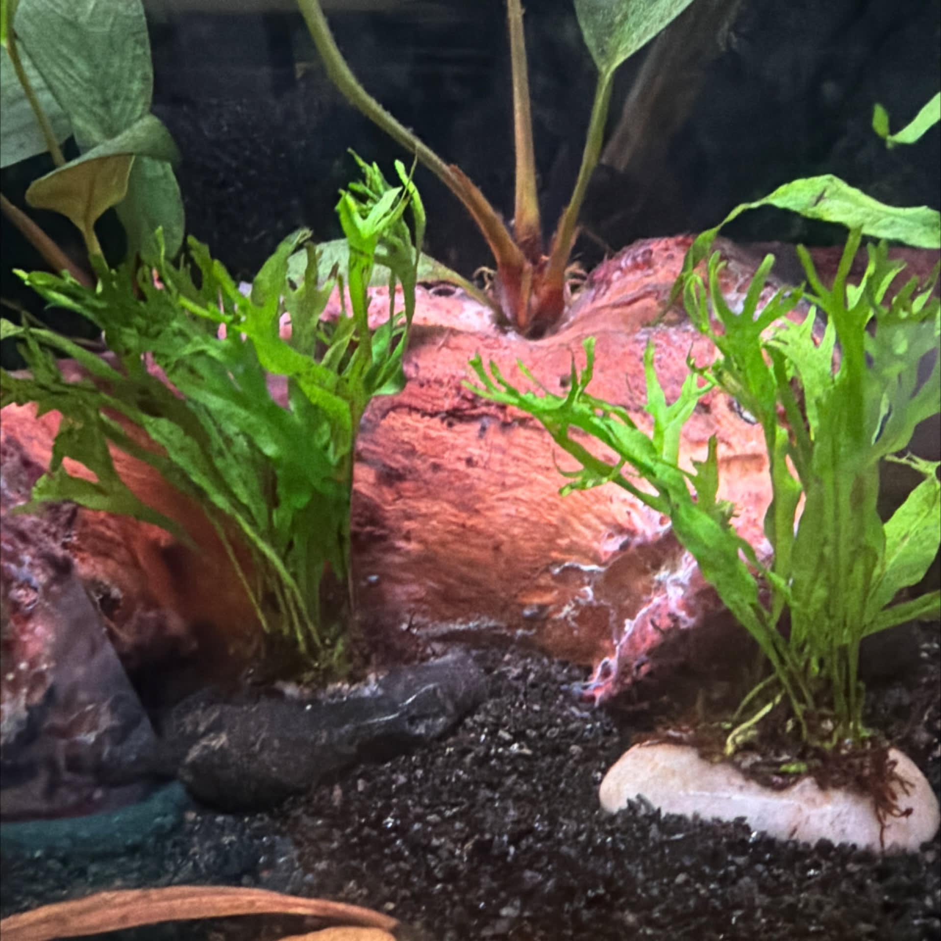 Java Fern Windelov