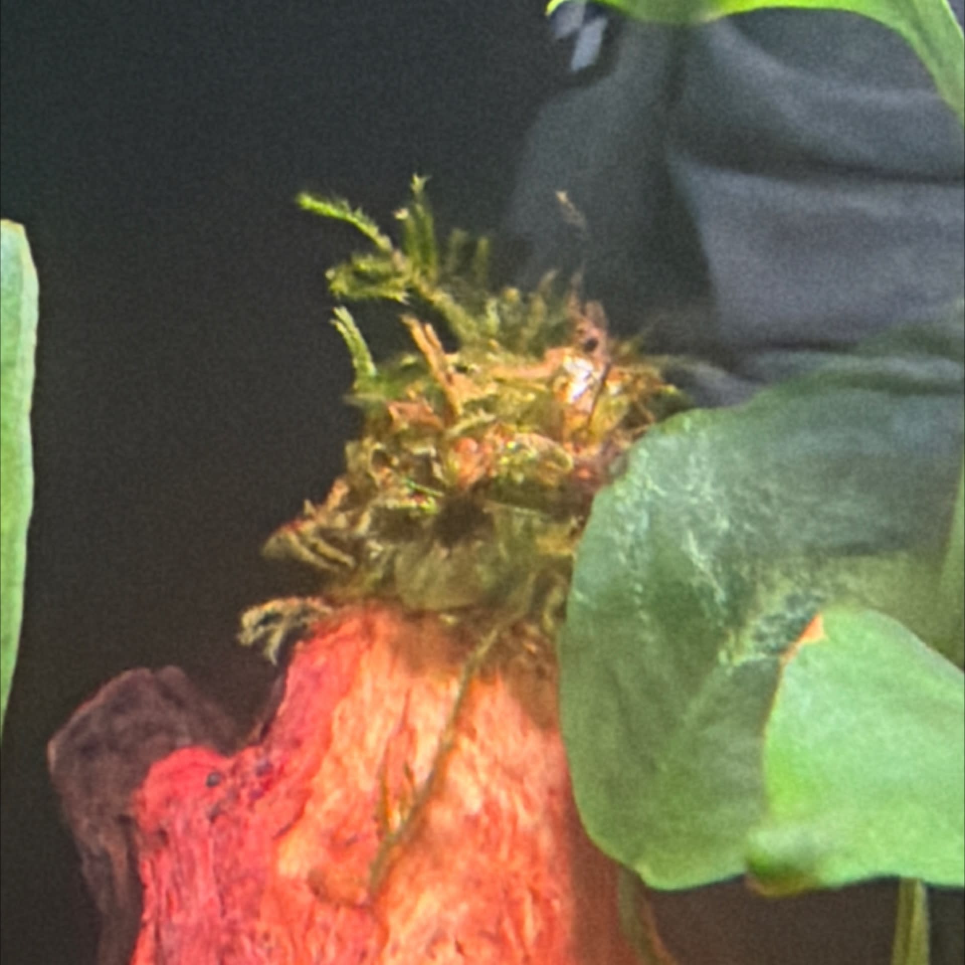Christmas Moss