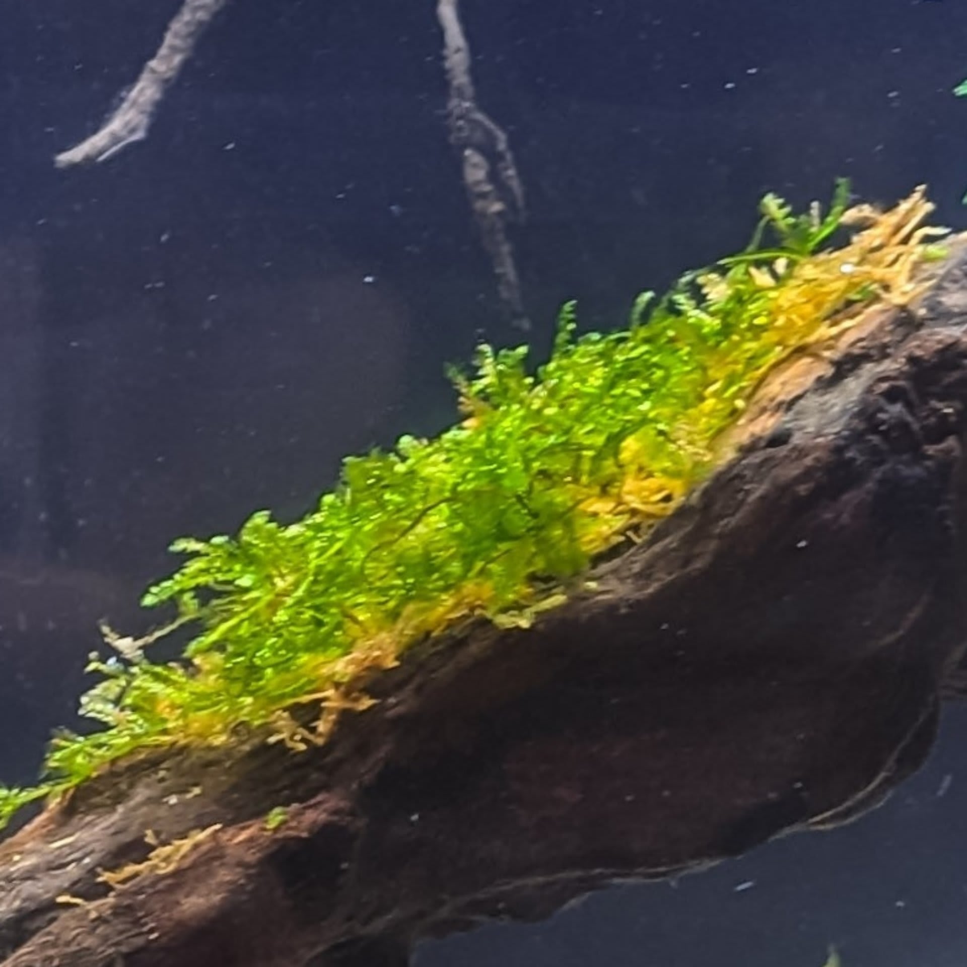 Christmas Moss