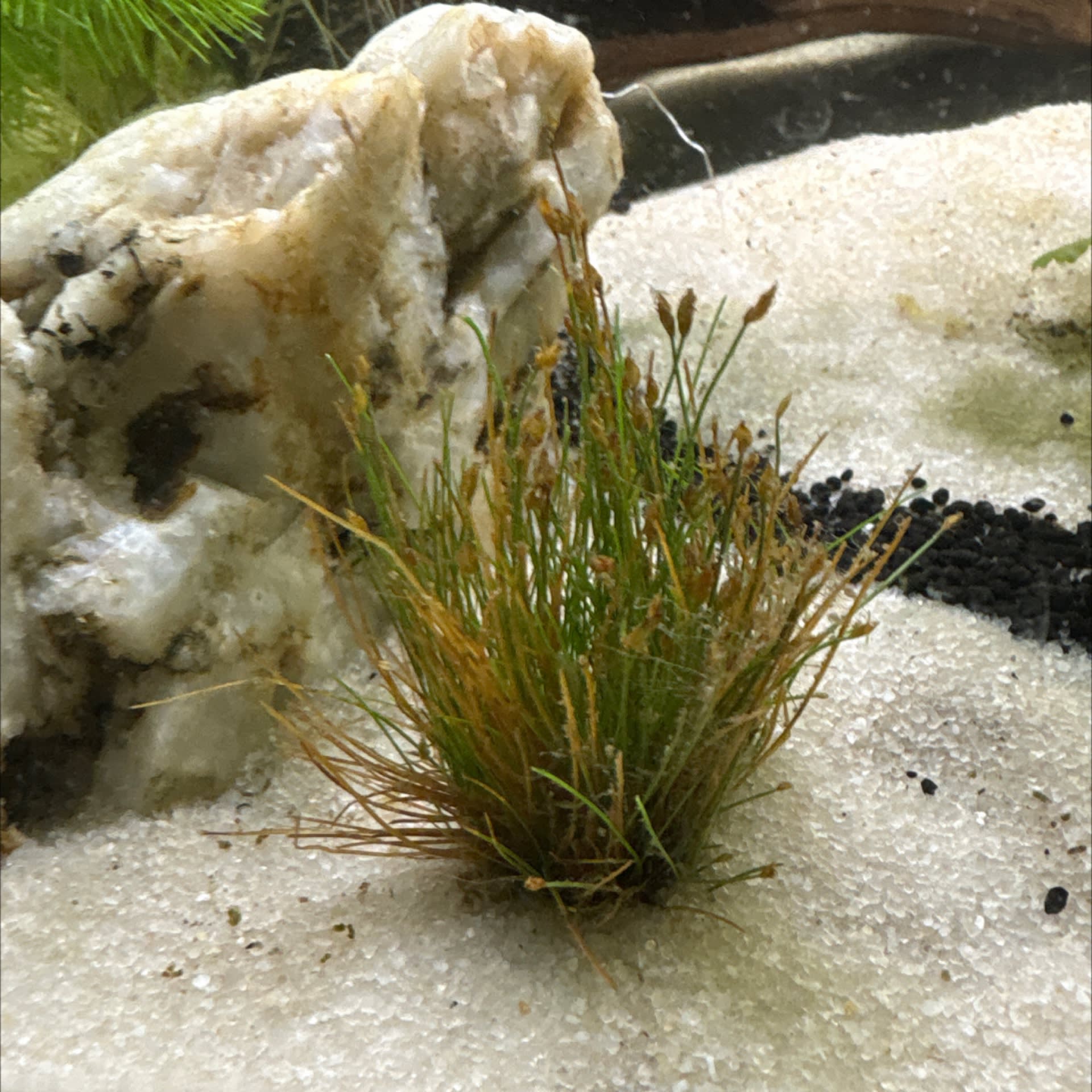 Dwarf Hairgrass Mini
