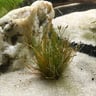 Dwarf Hairgrass Mini