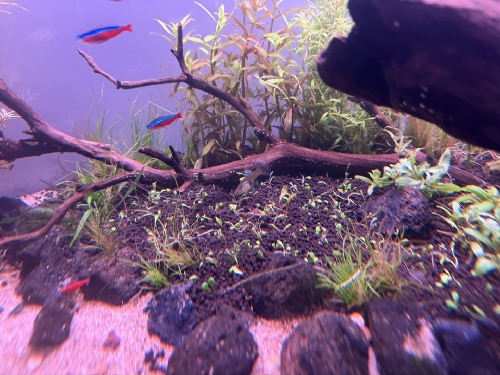 Glossostigma