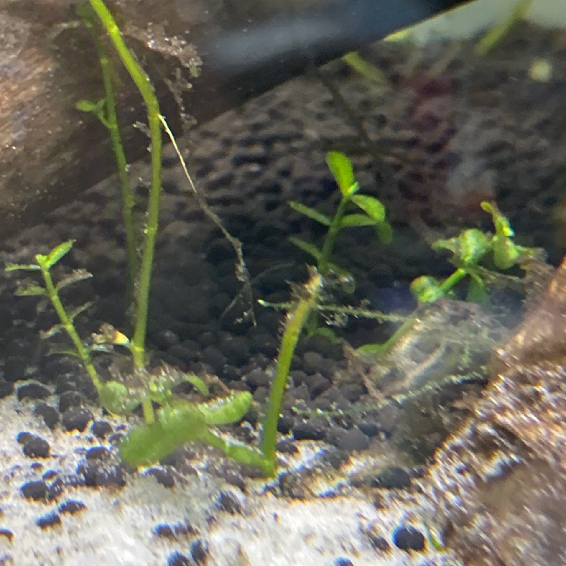 Bacopa Caroliniana