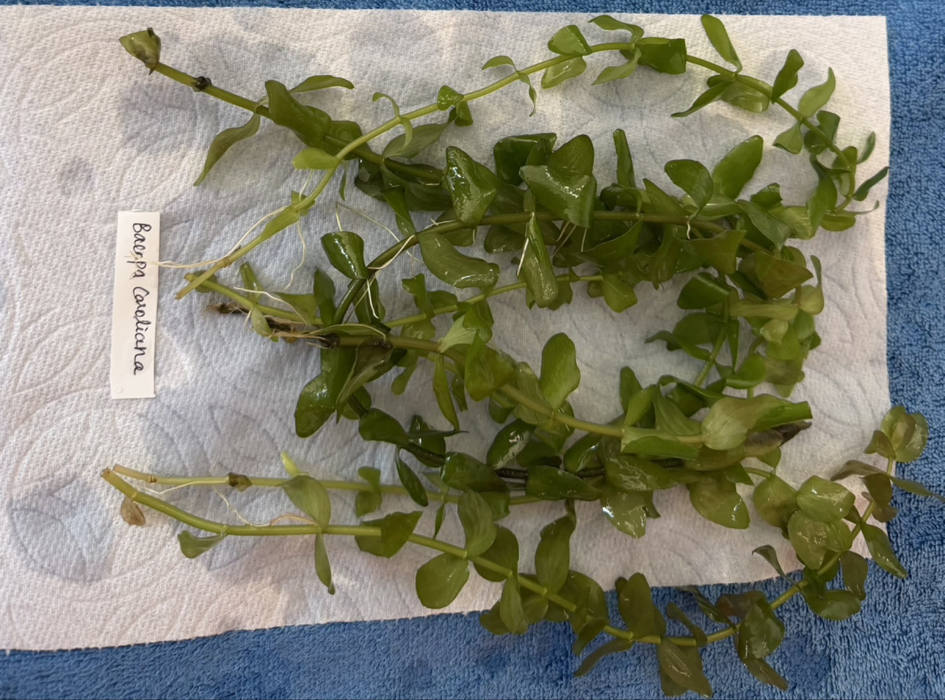 Bacopa Caroliniana