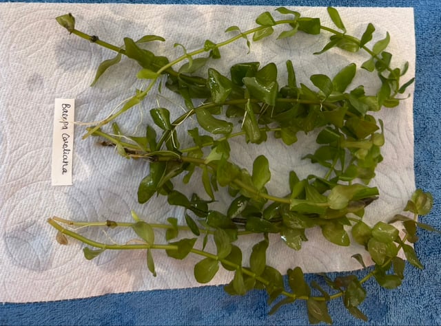 Bacopa Caroliniana