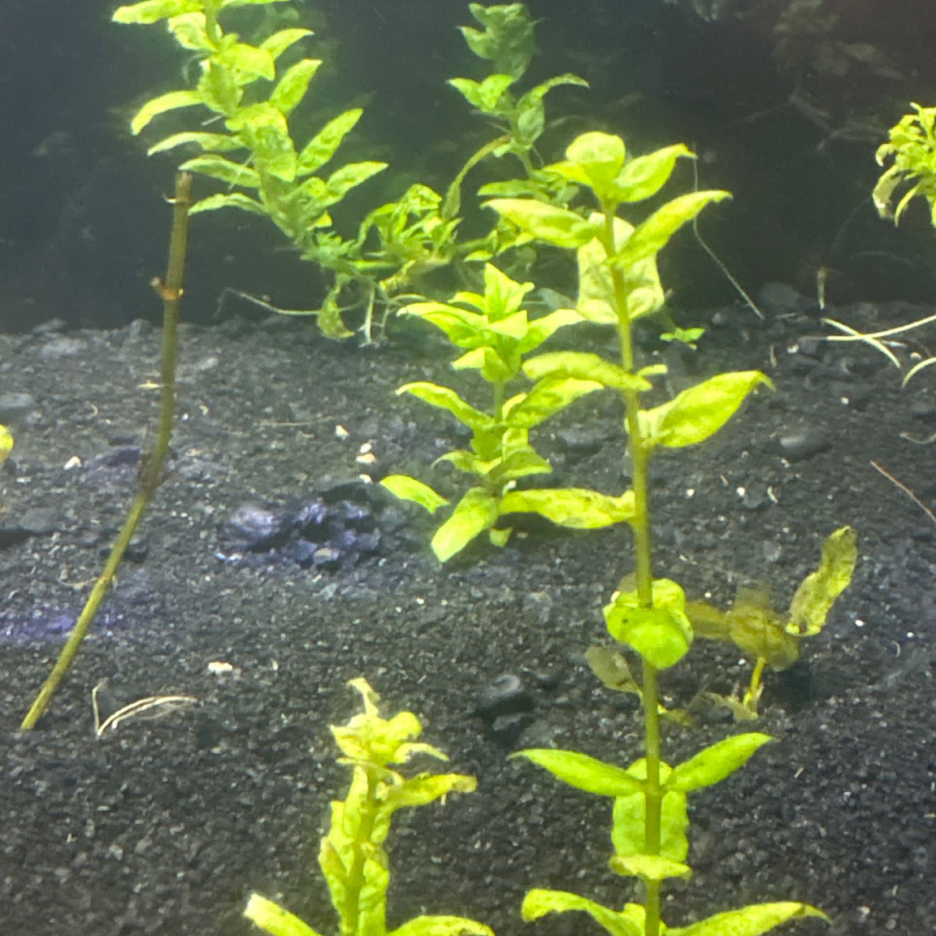 Bacopa Caroliniana
