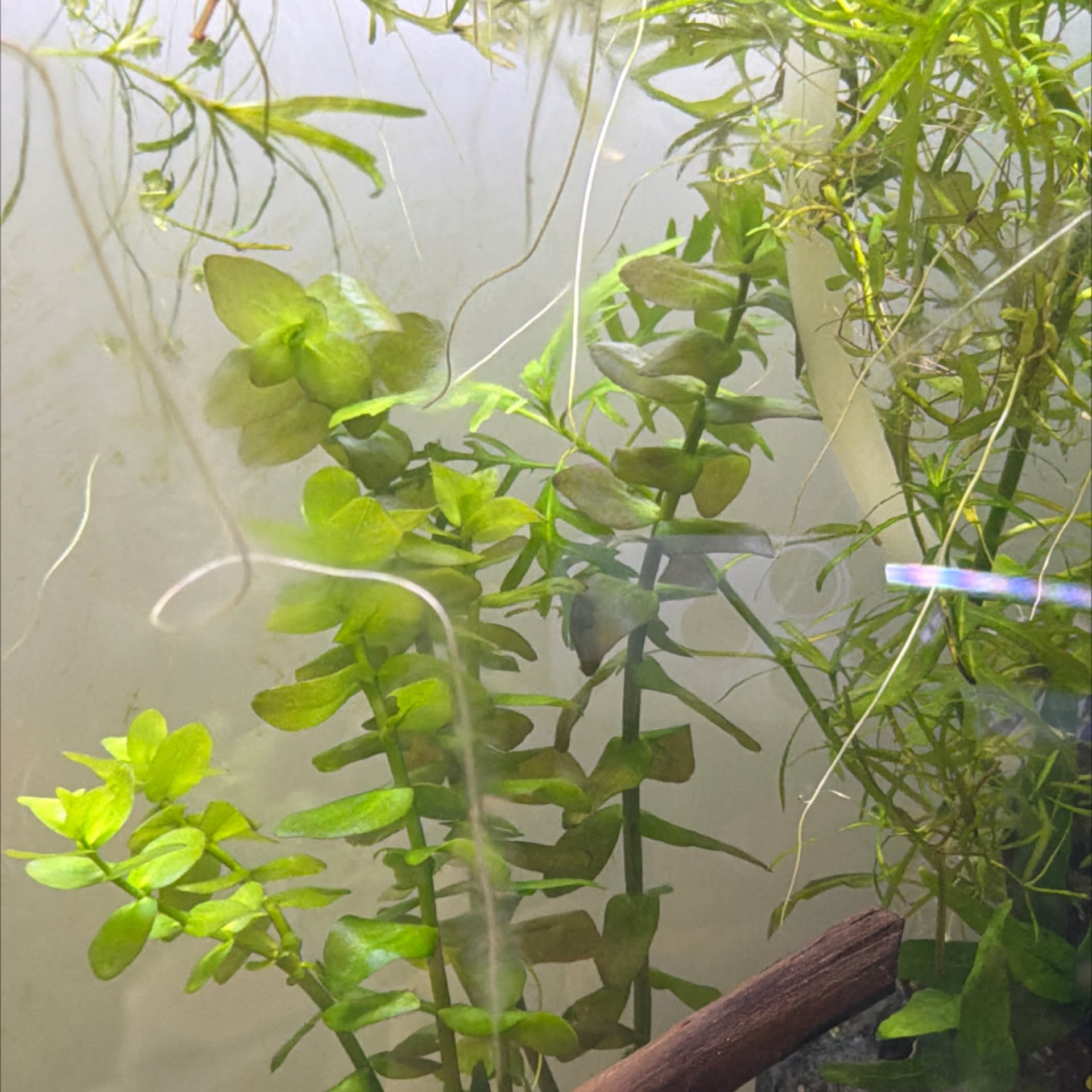Bacopa Caroliniana