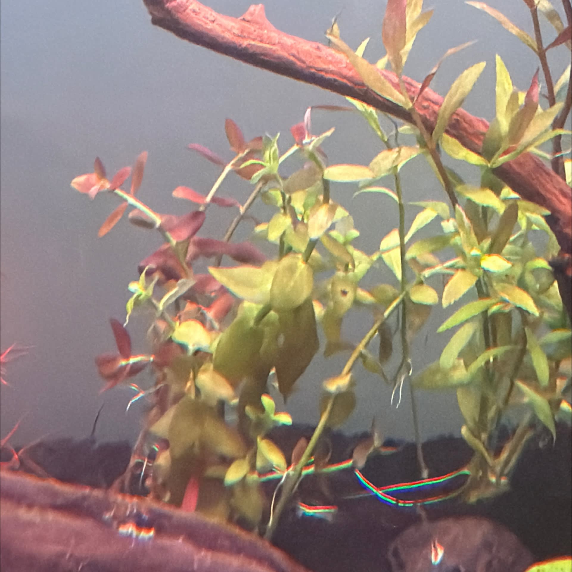 Bacopa Caroliniana