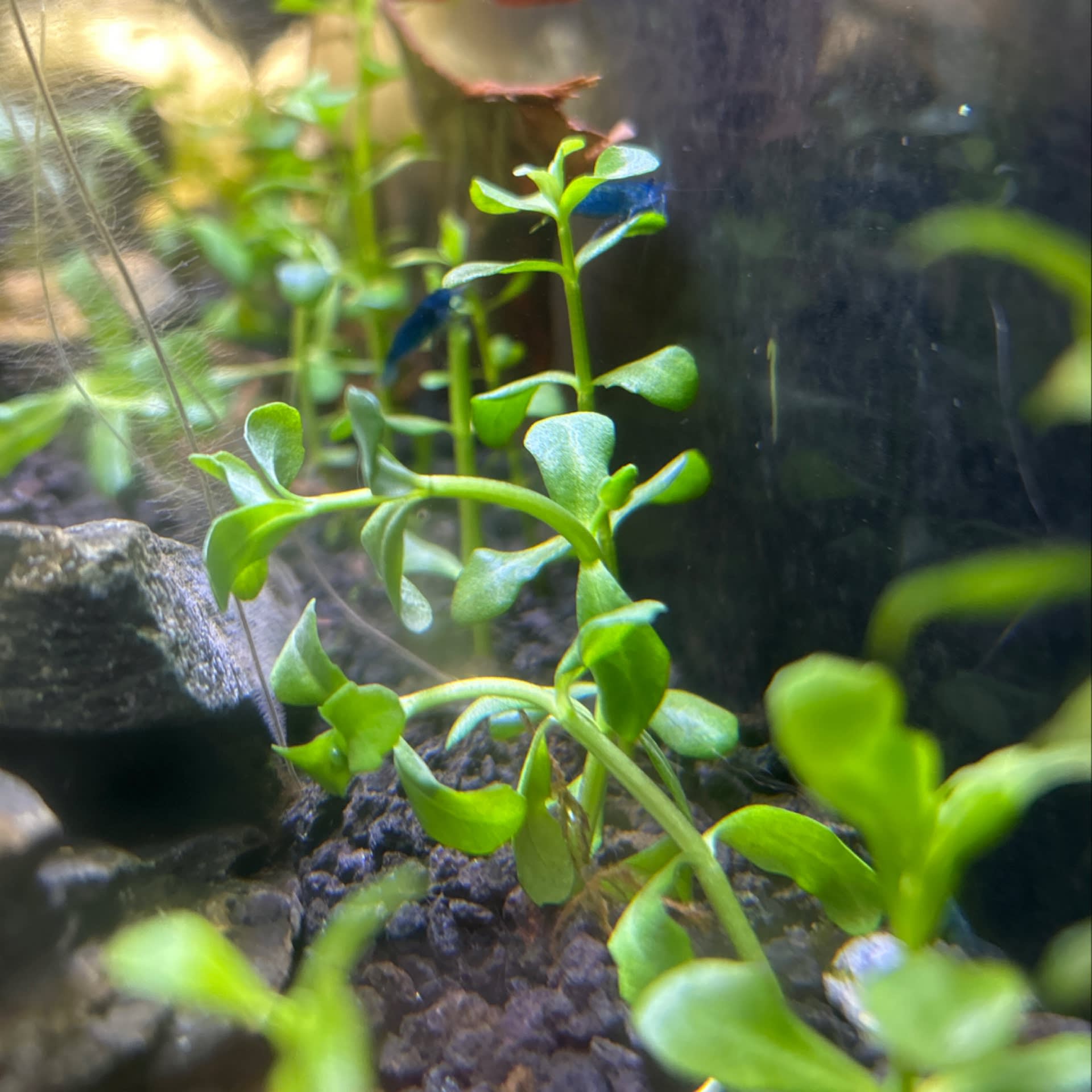 Bacopa Caroliniana