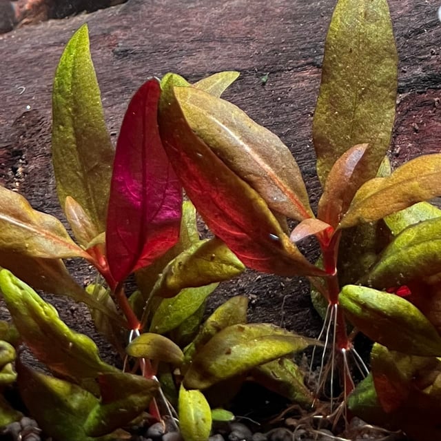 Alternanthera Reineckii Mini