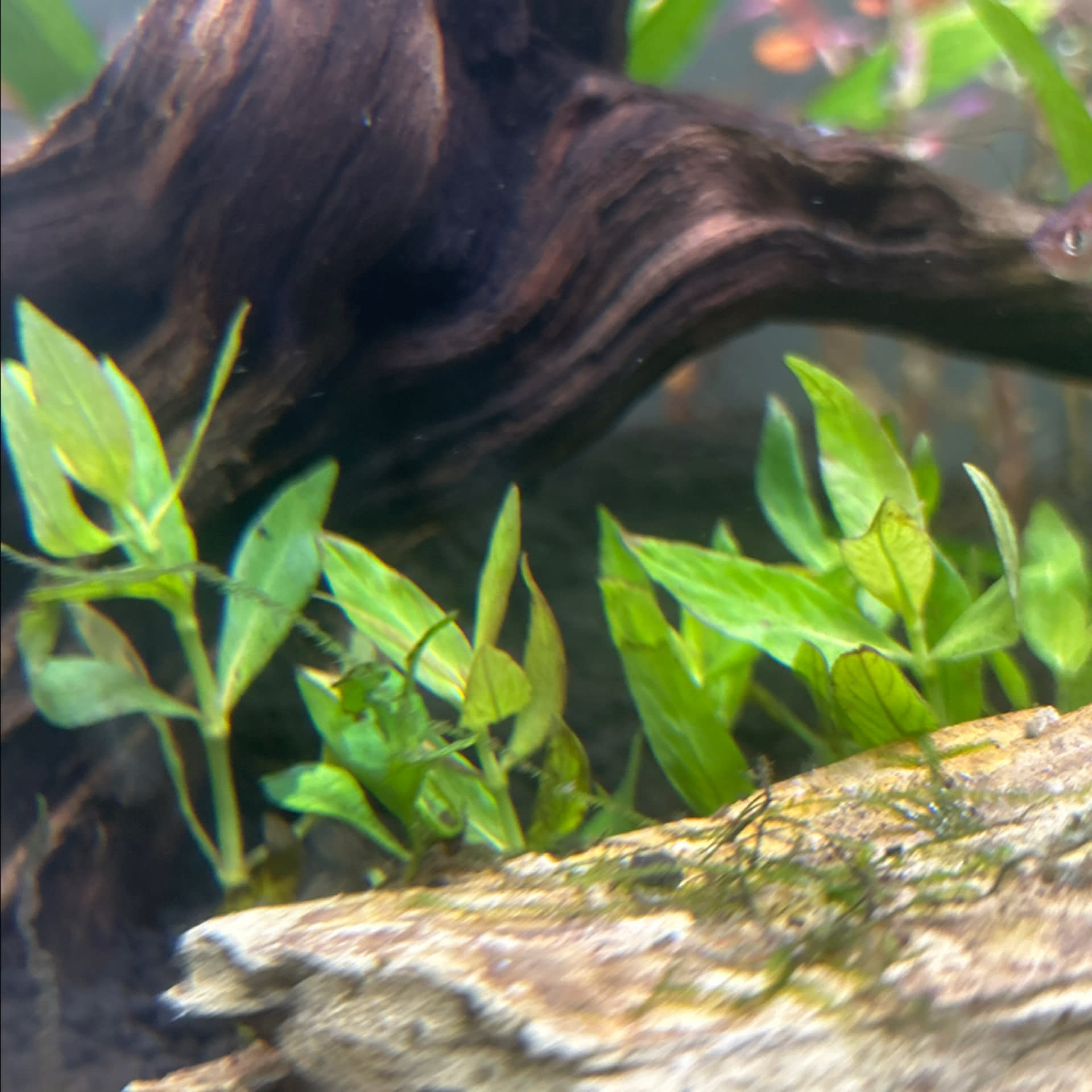 Hygrophila Corymbosa